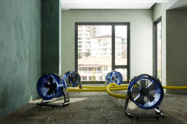 Best Mold removal after water damage  in Archbald, PA